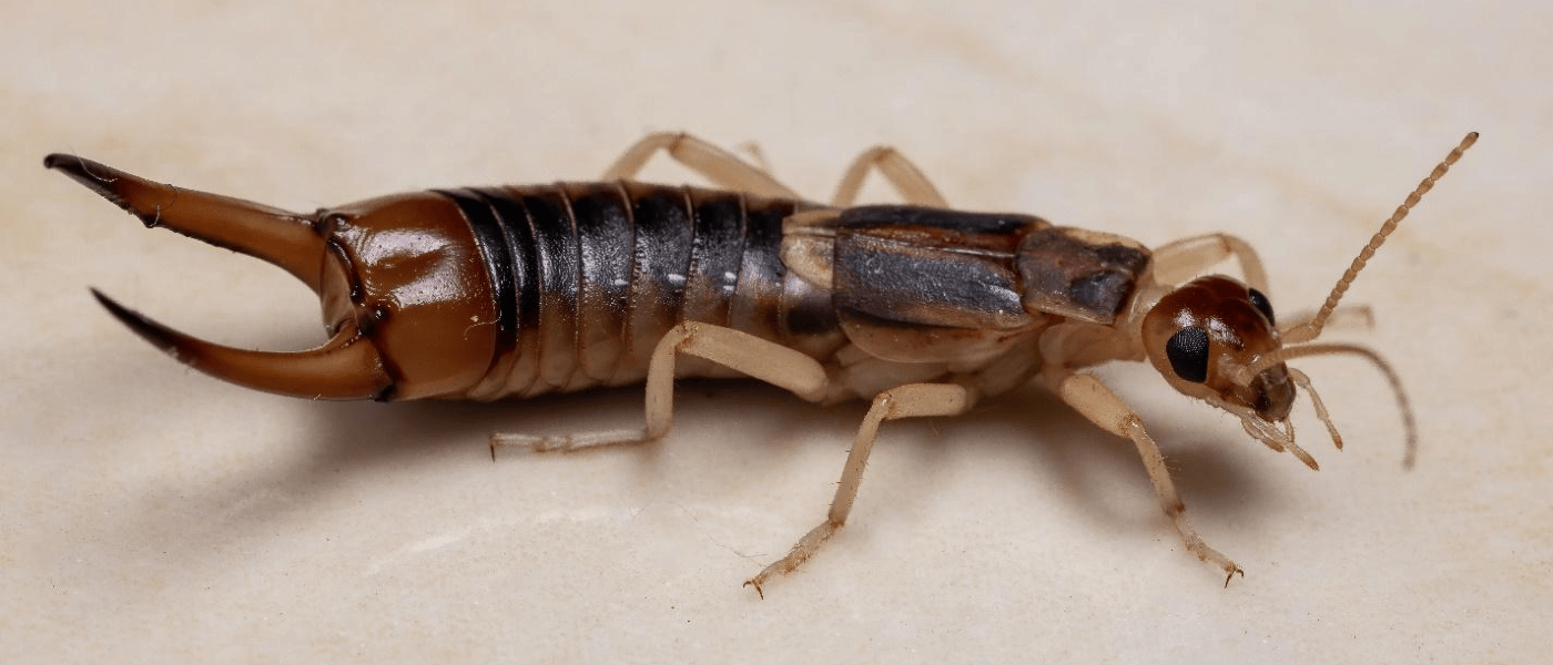 How to Protect Your Brain from Earwigs | JP Pest Services